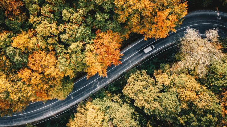Automobilis miško kelyje | BITĖ